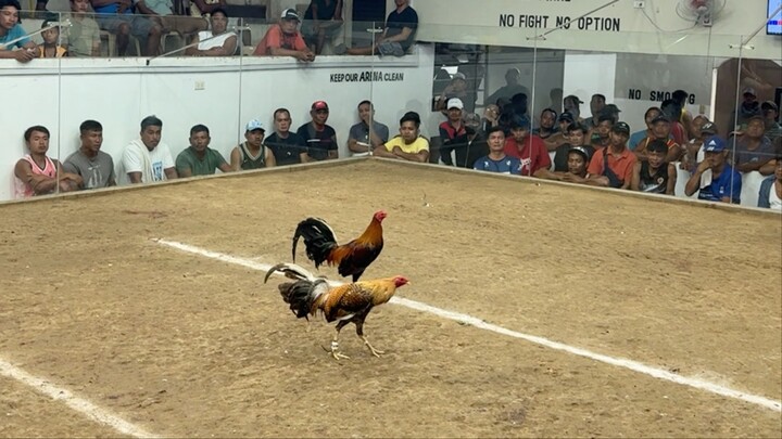 3 cock derby 2nd fight Win Bulikbabalik