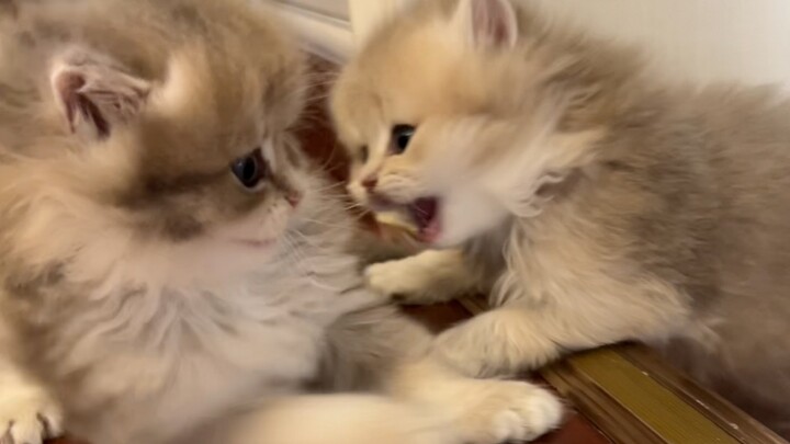 Brothers Turn Against Each Other