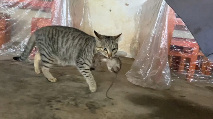 Multiple cameras watch the cat catching the mouse, while the amateur puppy is incompetent and goes c