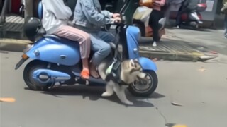 Anjing ini... membuatku tertawa selama 23333 detik.