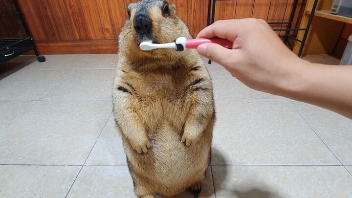 Brushing the Groundhog’s Teeth