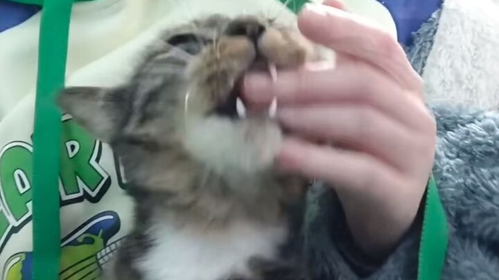 教小猫说妈妈