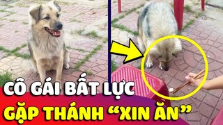 Thanh niên chó 'XIN ĂN CHUYÊN NGHIỆP' chỉ ăn đồ người lạ khiến cô gái 'BẤT LỰC' 🤣 Gâu Đần