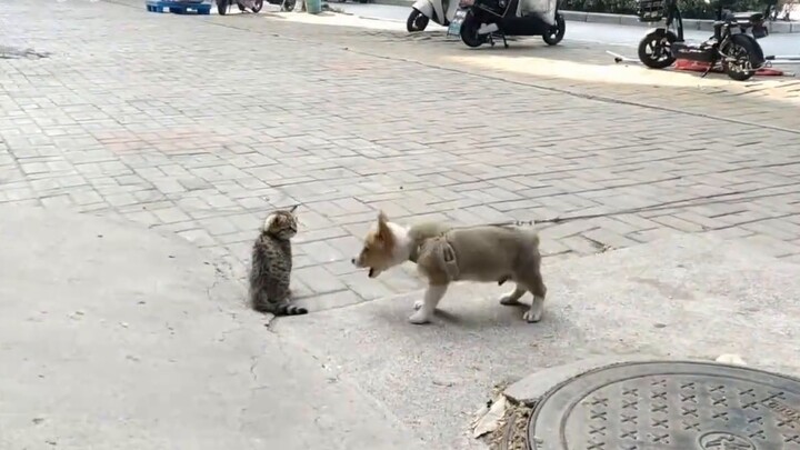 Tom and Jerry is indeed a documentary, this is so vivid