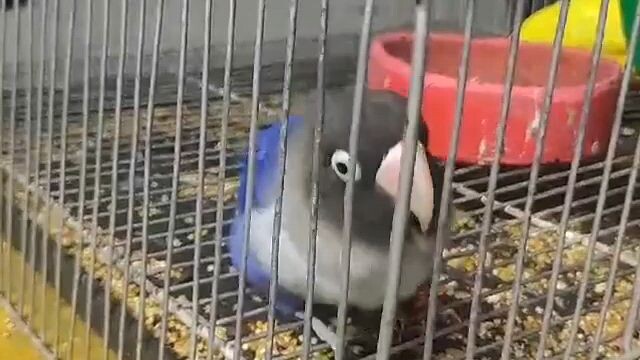 ginaya ang manok