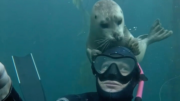 Little Seal: Hey, your head is round!