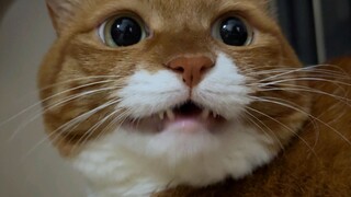Meow meow meow meow meow meow meow meow!