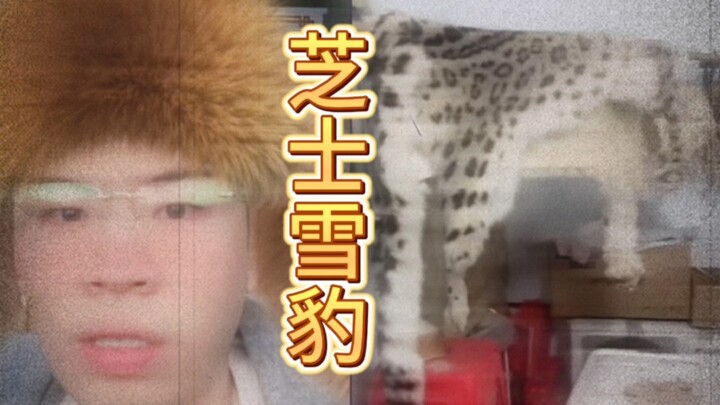 Tuyết báo phô mai, cay xè cay xè!