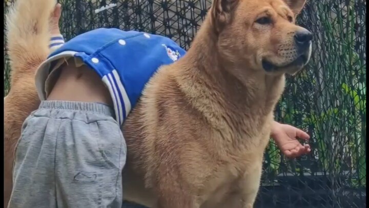 Chinese Rural Dog, Honest as a Dog