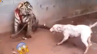 AWW SO FUNNY😂😂 Super Dogs And Cats Reaction Videos (เสียงที่ซื่อสัตย์) 39