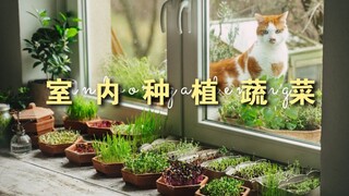 家里没有大阳台，却想种点蔬菜怎么办？