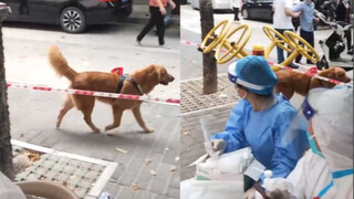 深圳街头出现“志愿者狗狗”，身上背着扩音器呼叫人们做核酸！