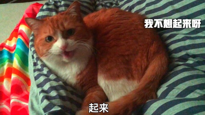 The "dog among cats," Xiao Mi, can't help but be a chatterbox—transforming into a "living alarm cloc