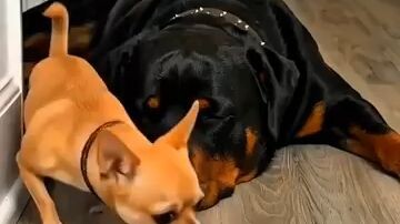cat and dog fun unlimited 3