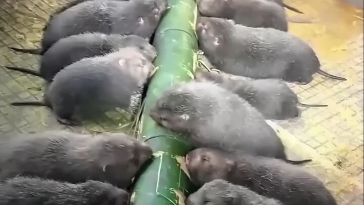 Seekor tikus bambu dapat memakan pakan sebanyak 15% dari berat tubuhnya setiap hari