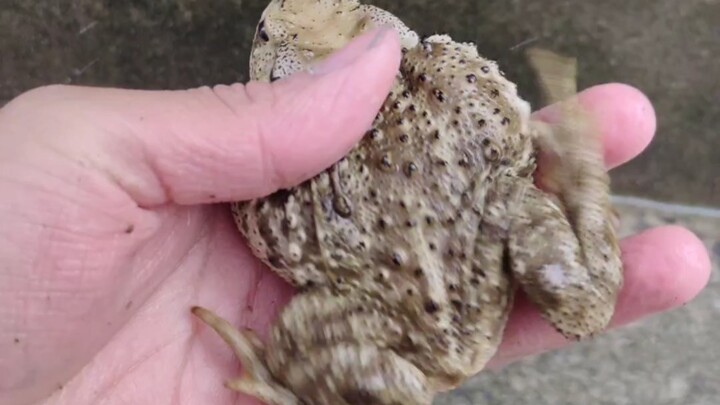 I can at least release them, right?