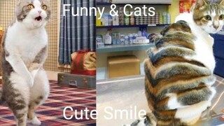 Funny & Cats - รวมน้องแมวน่ารัก 16