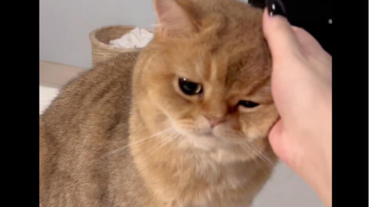 ไม่ได้แนบชิดกันมาหนึ่งนาทีแล้ว! ความน้อยใจจะเอ่อทะลักออกนอกหน้าจอมากเลย!