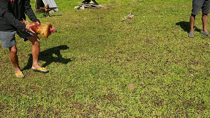 gold vs hatch