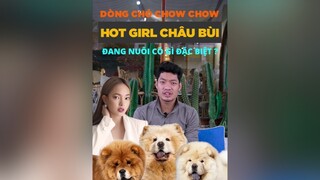 Chó Chowchow mà hotgirl Châu Bùi đang nuôi có gì đặc biệt tuitienpet dcgr LearnOnTikTok chowchow