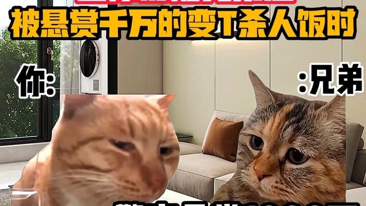 《猫meme小剧场》