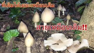 เอาที่เดิม เยอะเหมือนเดิม!!! สวยเหมือนเดิมเก็บม่วนๆอีกแล้วจ้า