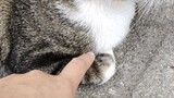 Use trembling hands to dig out the cat's hand