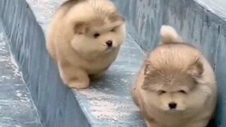 Help! These little balls are so cute when they fall!