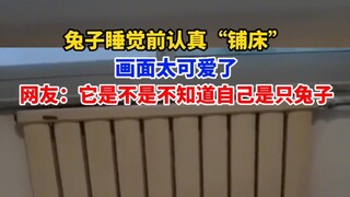 Thỏ cẩn thận "dọn giường" trước khi đi ngủ, cảnh tượng quá đáng yêu. Cư dân mạng: Nó có phải không b