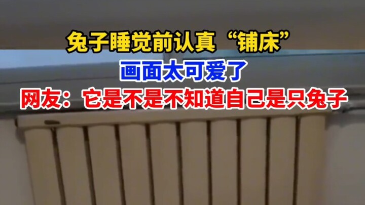 The rabbit carefully "makes the bed" before going to sleep—such a cute scene! Netizens commented: Do