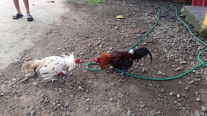 White Kelso VS McLean Hatch