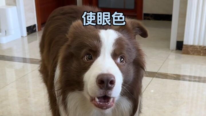 Yu Zi’s weight-loss plan is on!