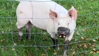 被圈养了一辈子的猪猪，第一次来到户外草地上玩耍，肉眼可见的开心！