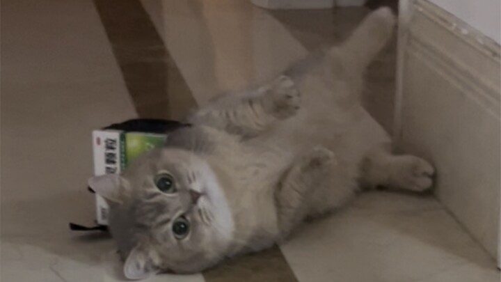 Cat: This family will break up without me