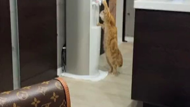 Pusang gala lupet 😆