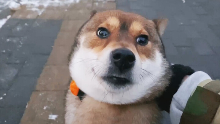 [Animals]A dog runs randomly after being released