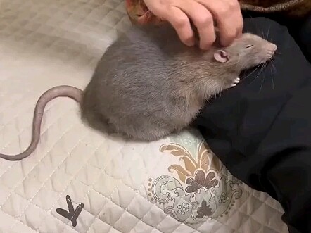 Get to Know Rodents Together