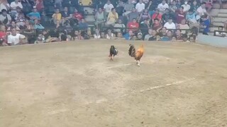 1st Win Unscratch Gold