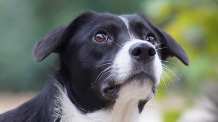 Dog Village Shoot: The Puppies Through My Lens