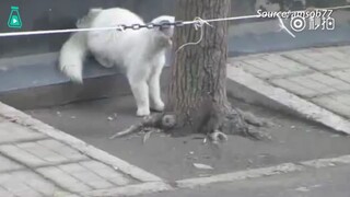 汤姆 杰瑞  是你们吗？