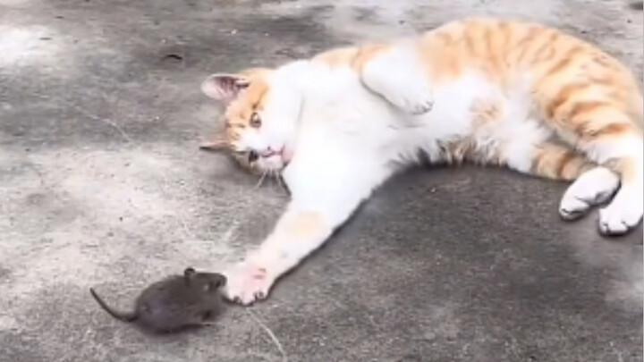 แมว: ไปที่ไหนก็ได้ แต่ห้ามกลับบ้าน!