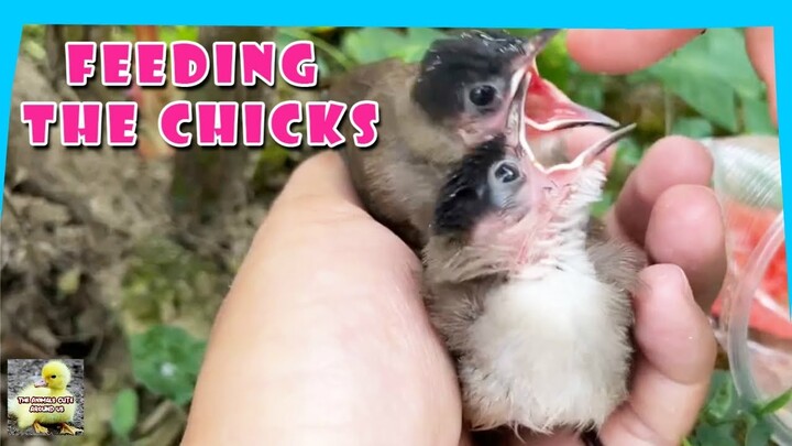 Feed The Chicks - New Chicks Eat - Cute Chicks - The Animals Cute Around Us - The Animals Around Us