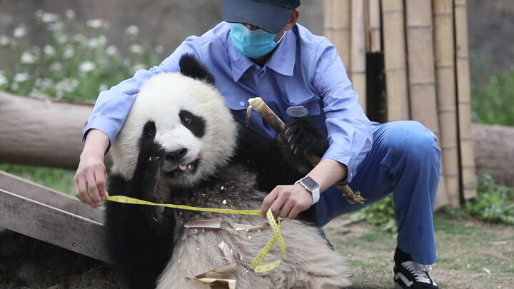 Mengukur Panda Xue Bao