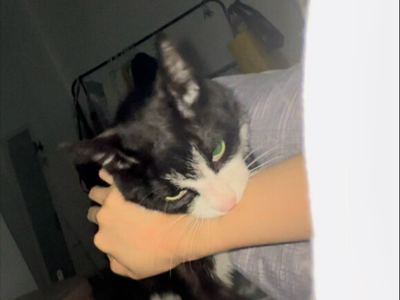 Even cats know you have to make it up to girls after upsetting them.