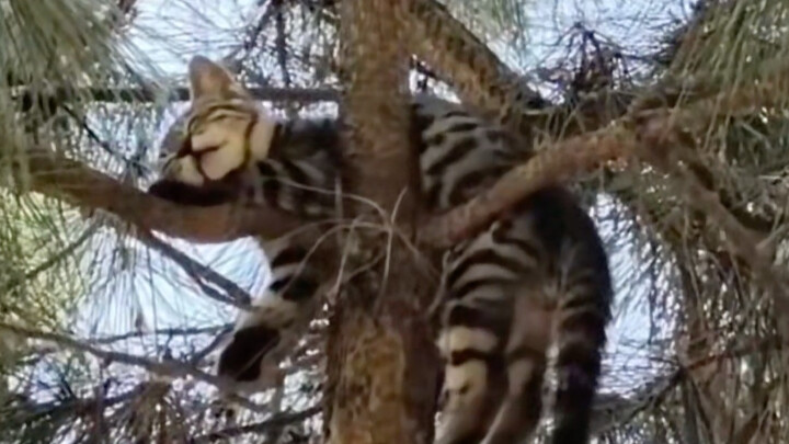 它真是睡得很香啊