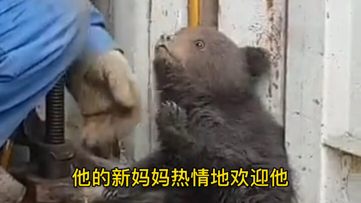 The abandoned little bear has a new mom—now he’s living together with a female bear. His new mom war