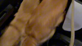 The dog chased me and scolded me all night.