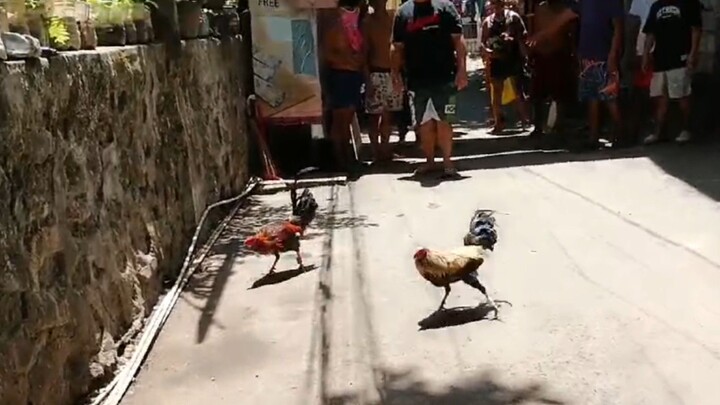 Tupada Tagpuan🐓