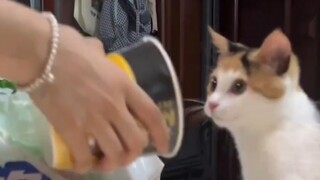 Tut~ Aku adalah petugas penyimpanan kucing kecil