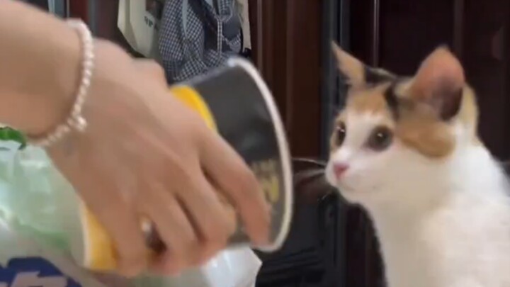 嘀～我是小猫入库员